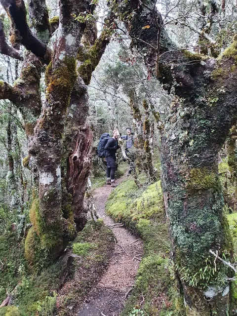 Beech Forest Ruapehu