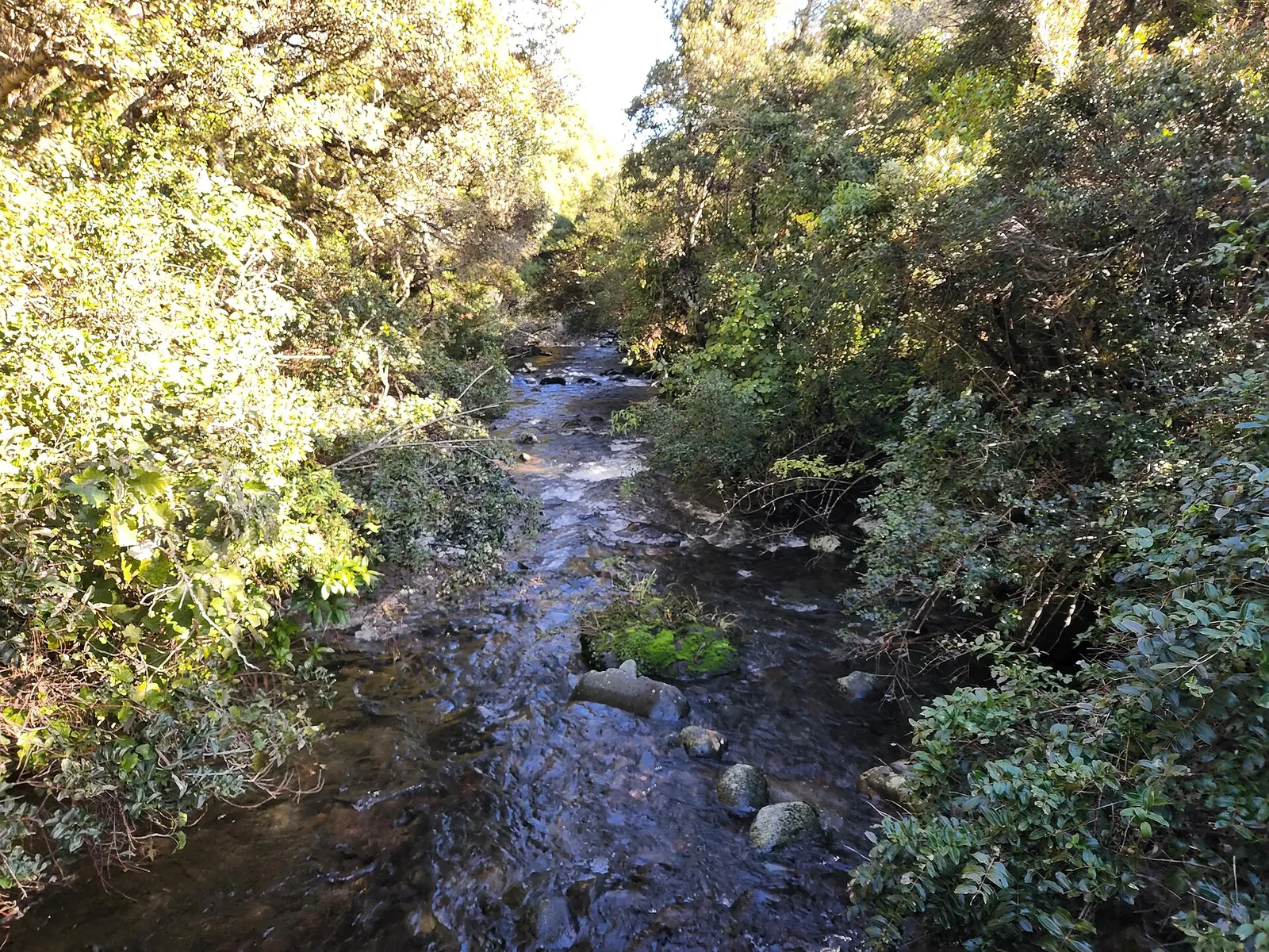 Mangawhero Forest Walk